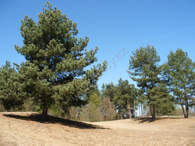 přírodní památka Slepičí vršek