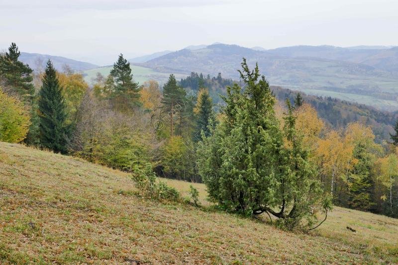 přírodní rezervace Ploščiny
