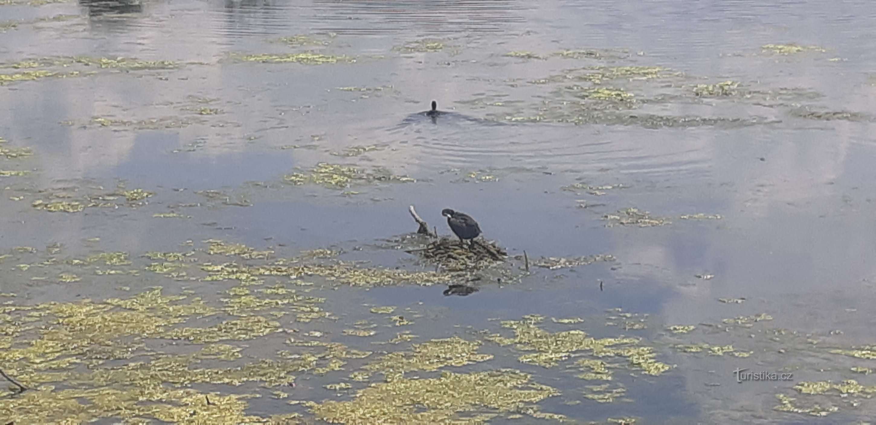 Přírodní rezervace Vrbenské rybníky