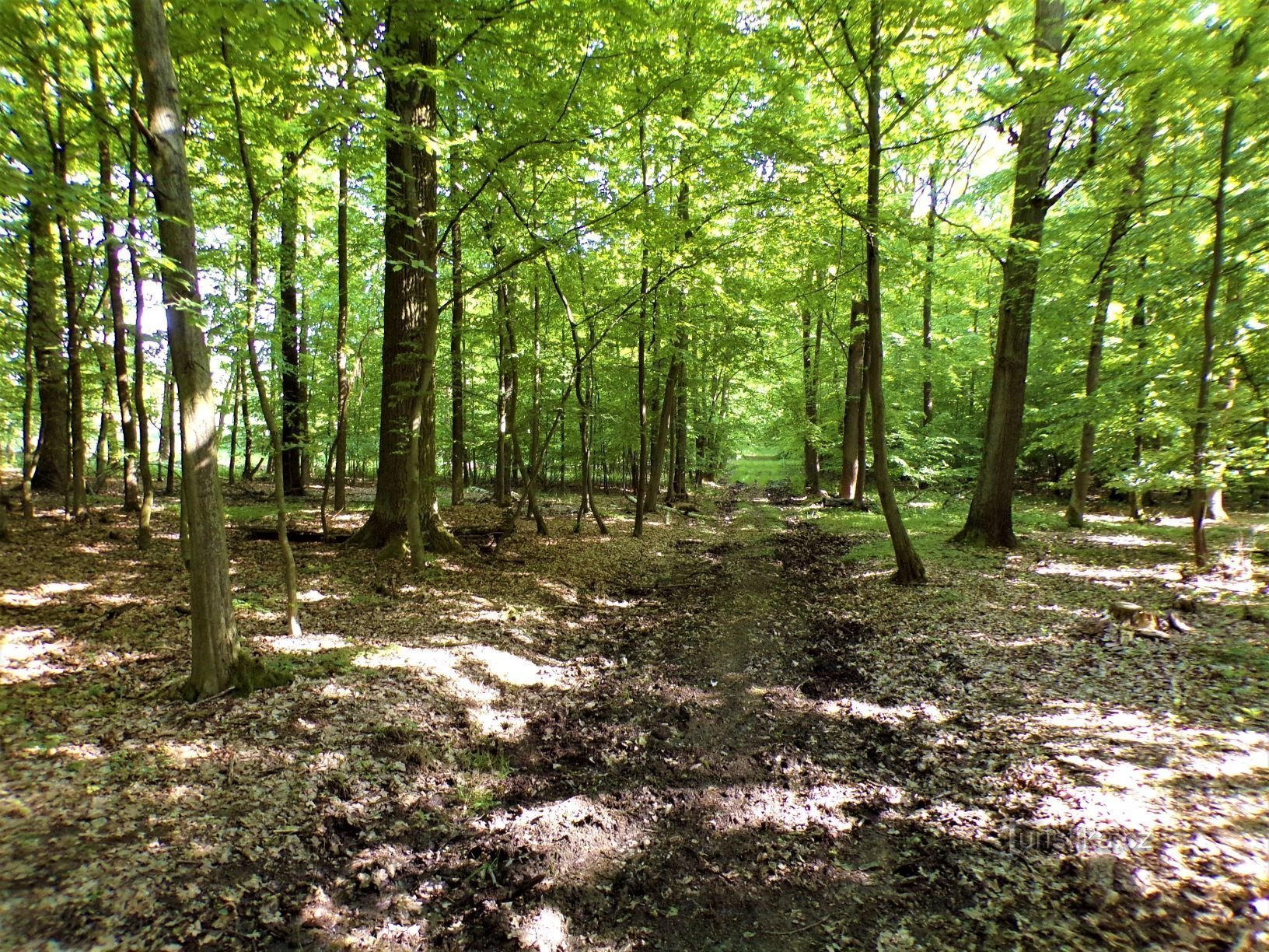 Řasov (Kobylice, 1.6.2021)