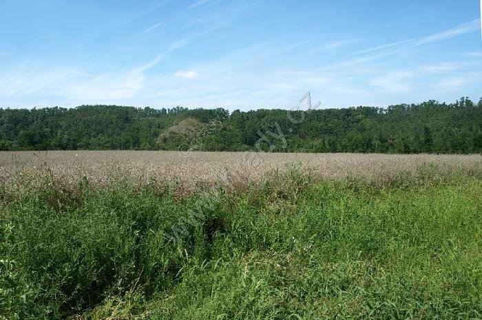 Rokytná