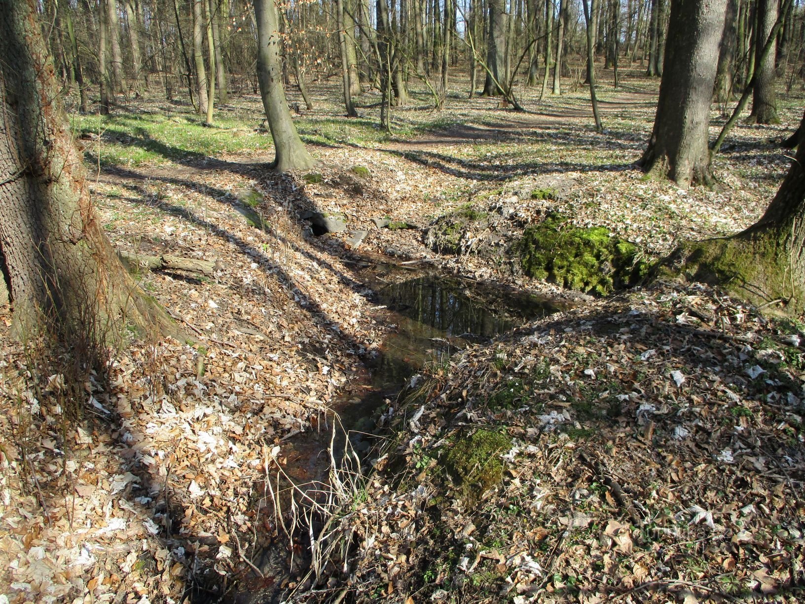 Roudnický potok (Libčany, 5.4.2020)