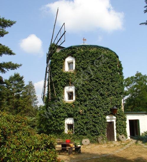 Růžová