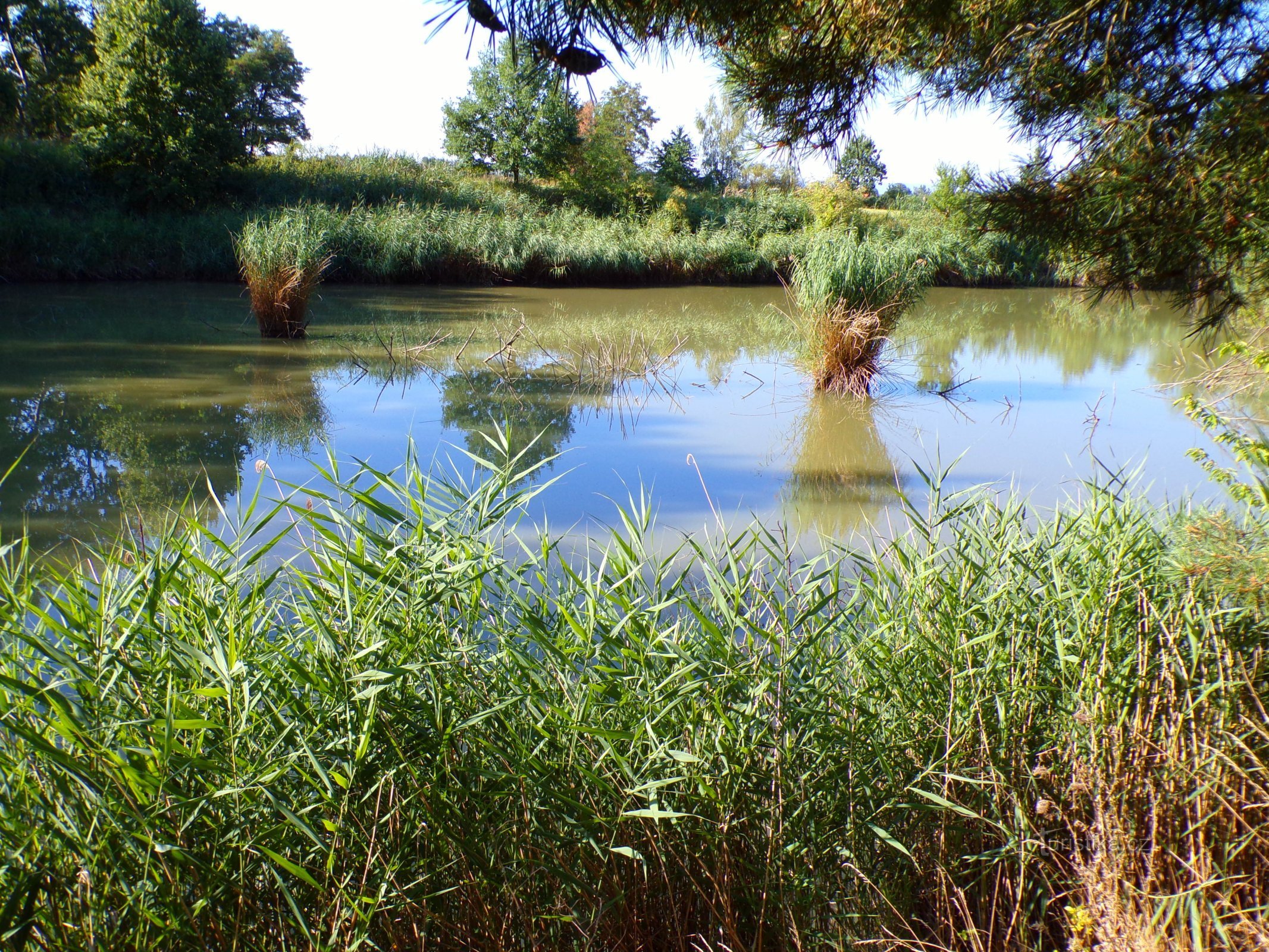 Rybníček Jílák (Rokytno, 3.8.2022)