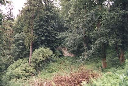 Rýzmburk