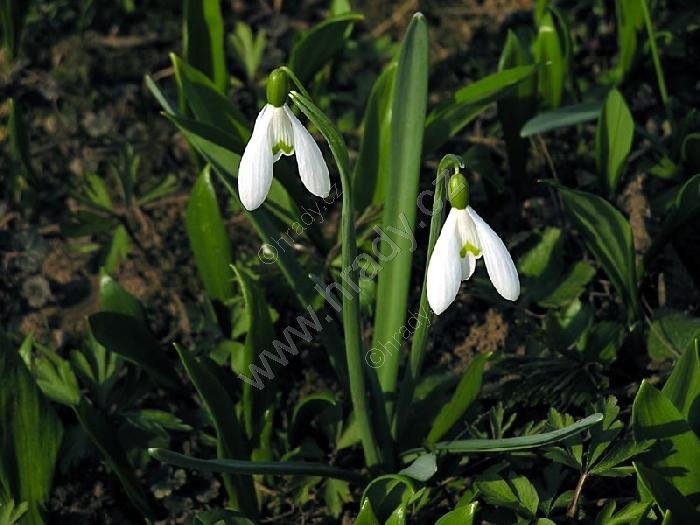Sedlnické sněženky