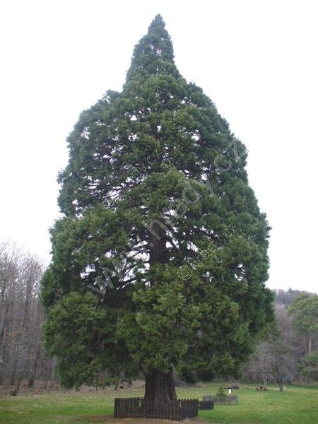 sekvojovec obrovský