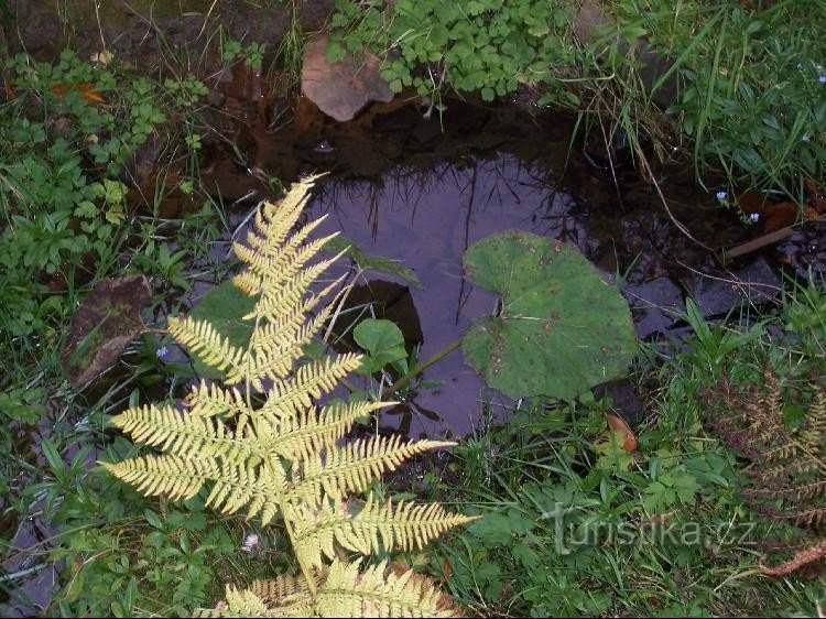 Skřipovský potok: Pohled na detail potoku