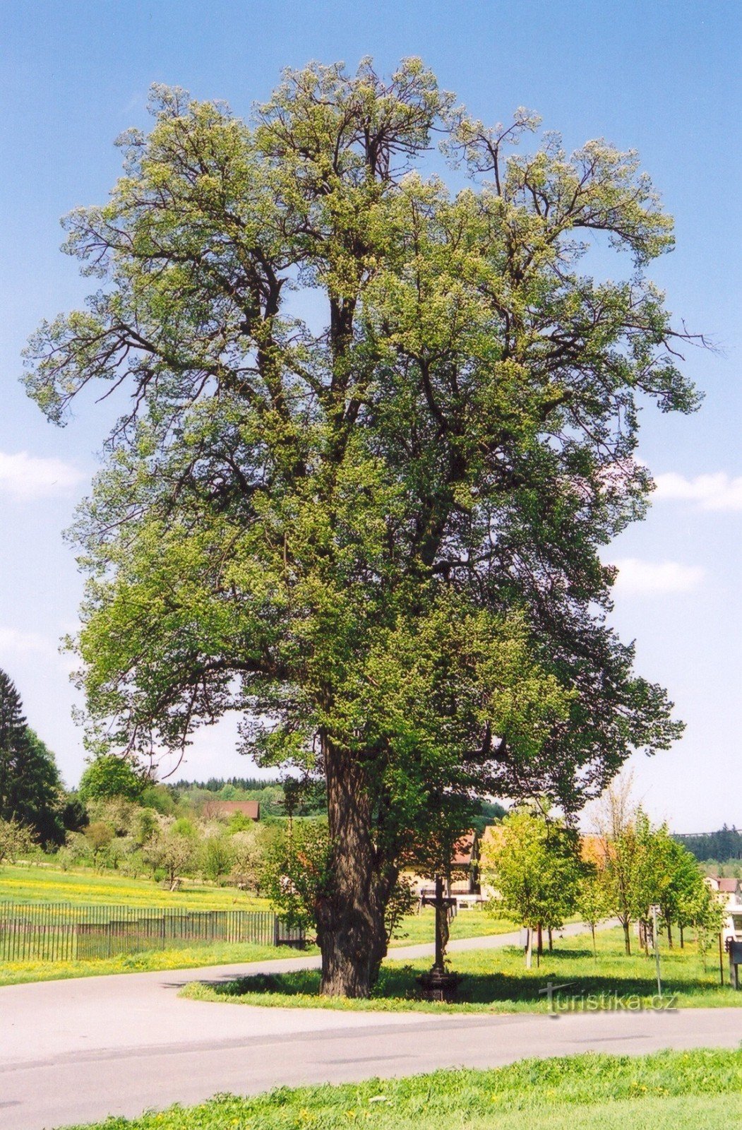 Sloup v Moravském krasu - lípa u Hřebenáče