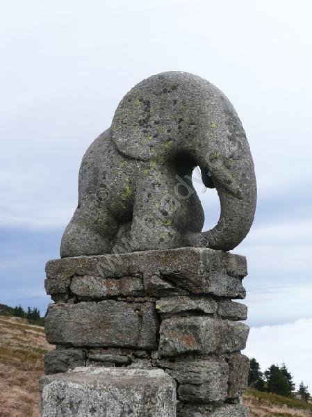 slůně na Králickém Sněžníku