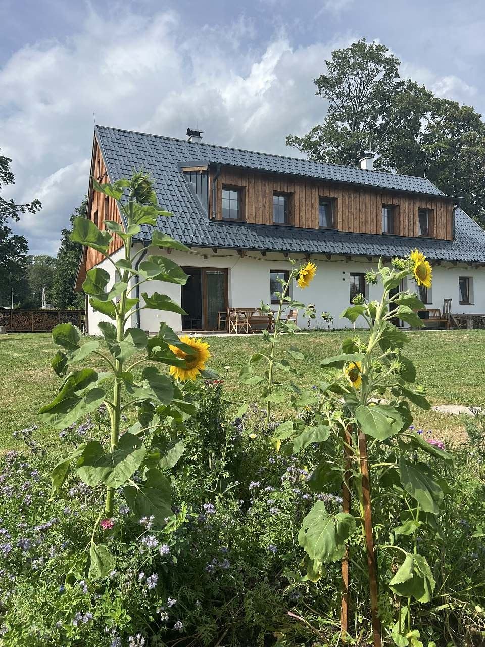 slunečnicová