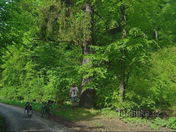 smrk pod Megovkou: 16plm