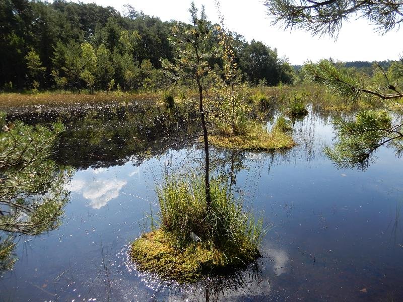 Swamp