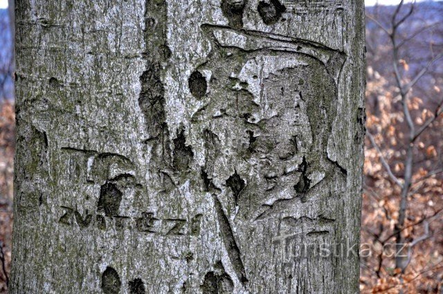 T.G.Masaryk, do kůry vyrytý. Vrch Ocásek, Chřiby.