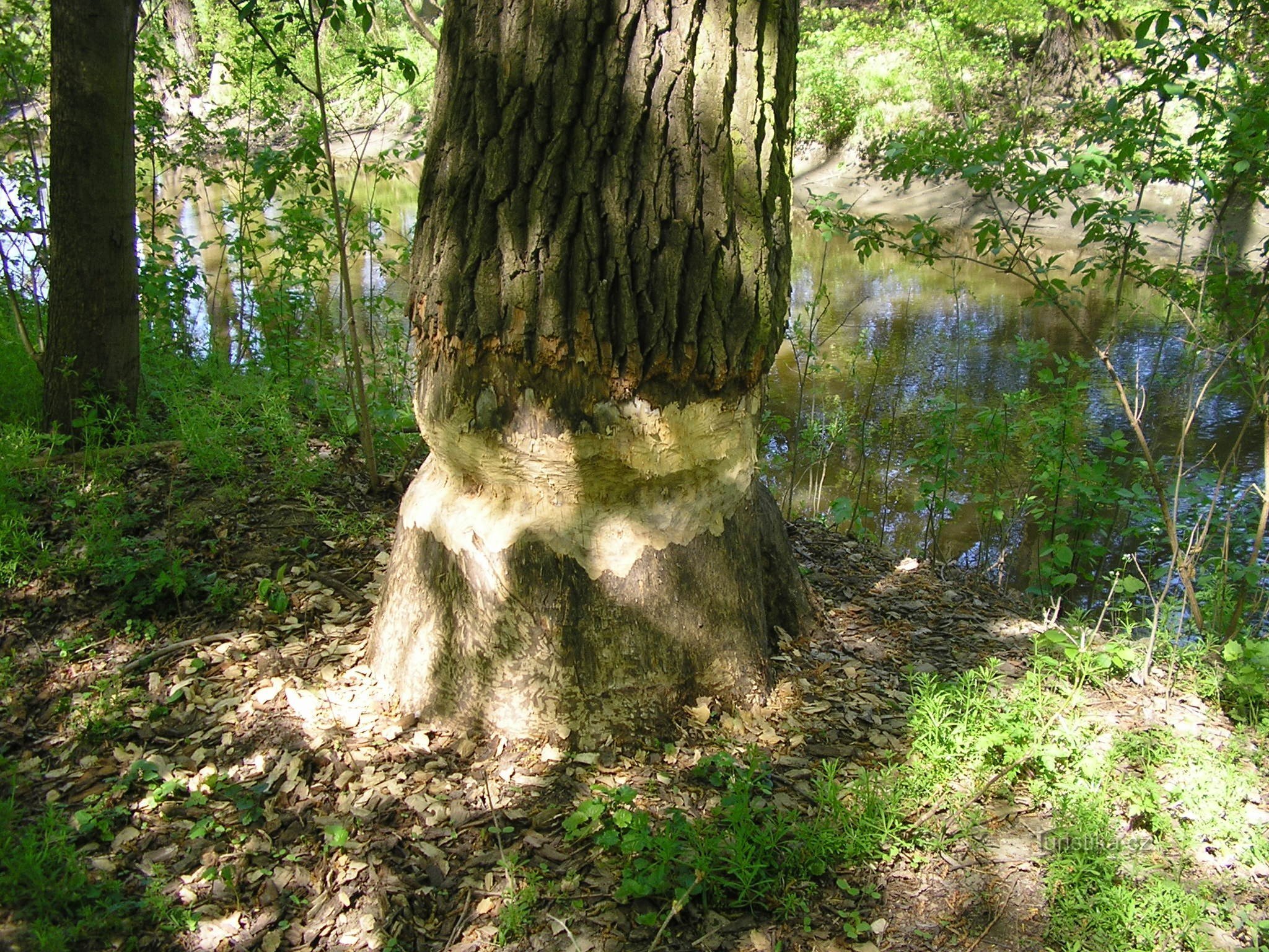 Tak řádí bobr hnedle za hradiskem na potoku Kamenice.