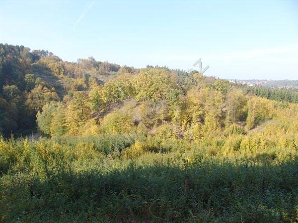Tetčice