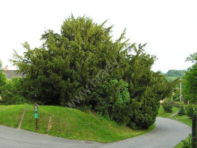 tis Jana Jiskry z Brandýsa