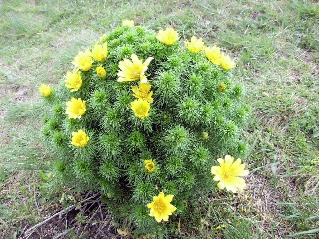 Trs hlaváčku jarního, chráněná rostlina velmi typická pro oblast