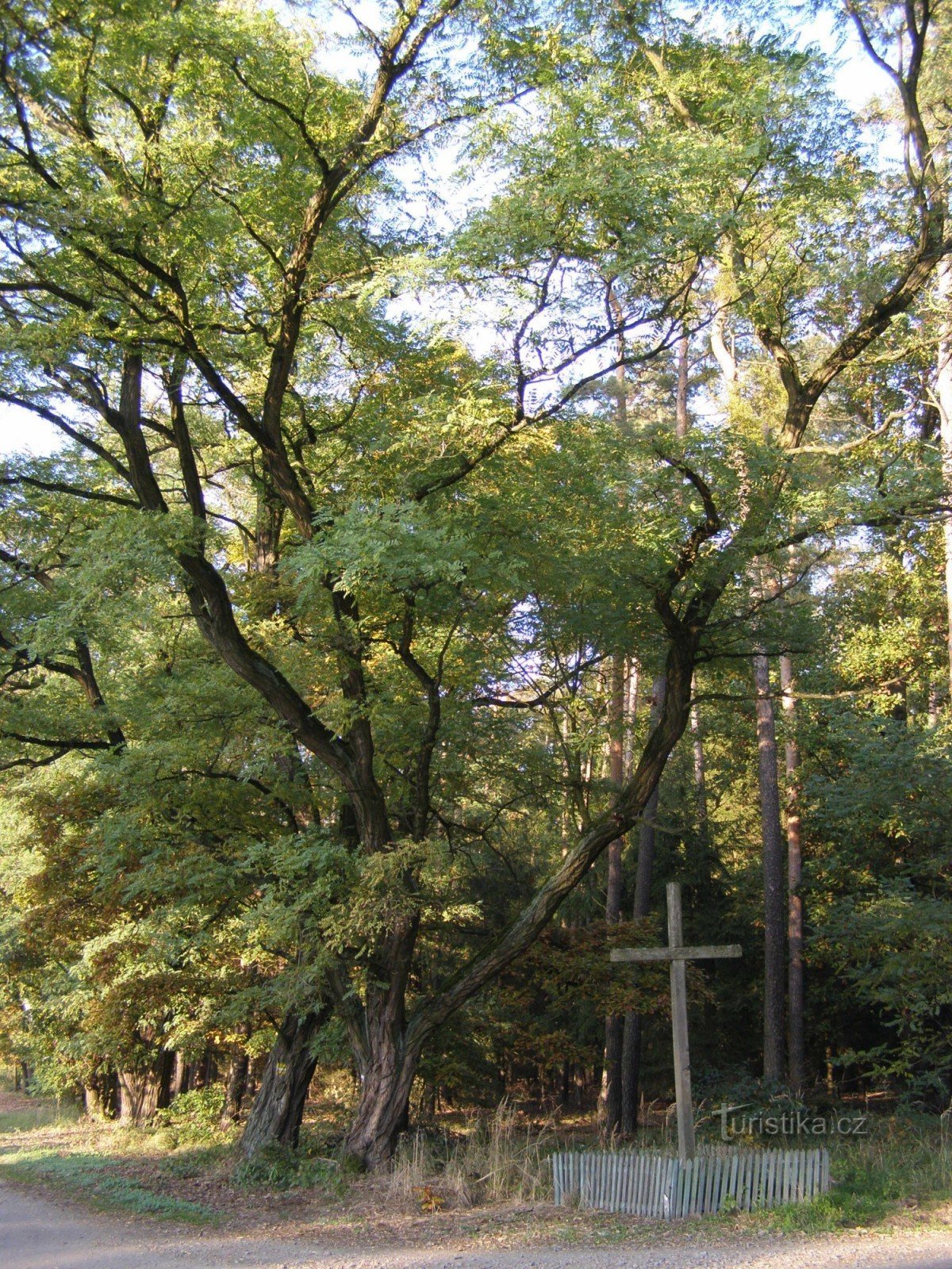 U křížku - Hradecké lesy
