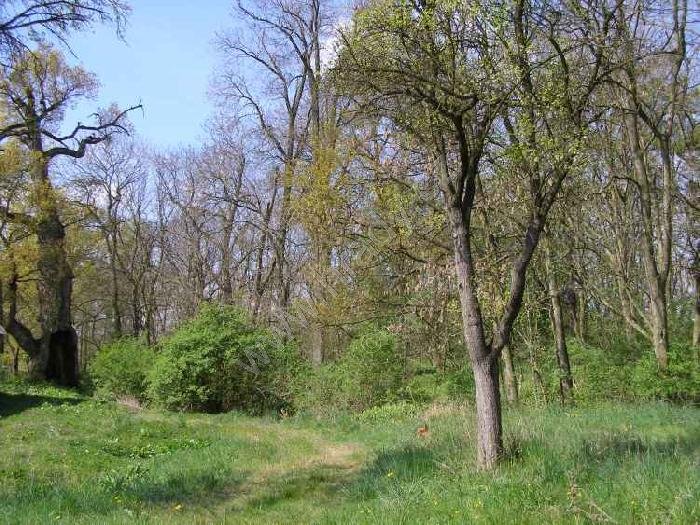 Ujkovice