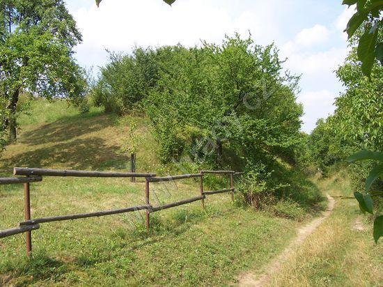 Určice