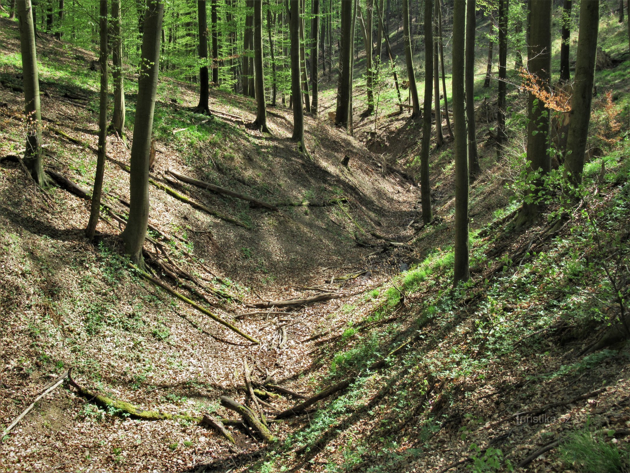 V horní části protéká zaříznutým korytem s listnatými porosty