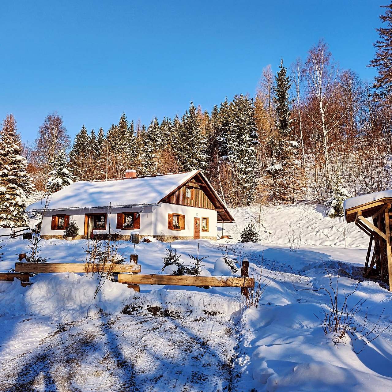 Václavěnka v zimě