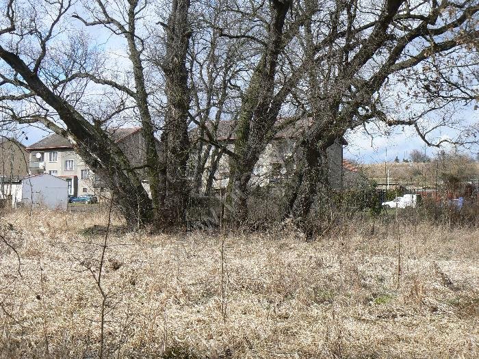 Velemyšleves