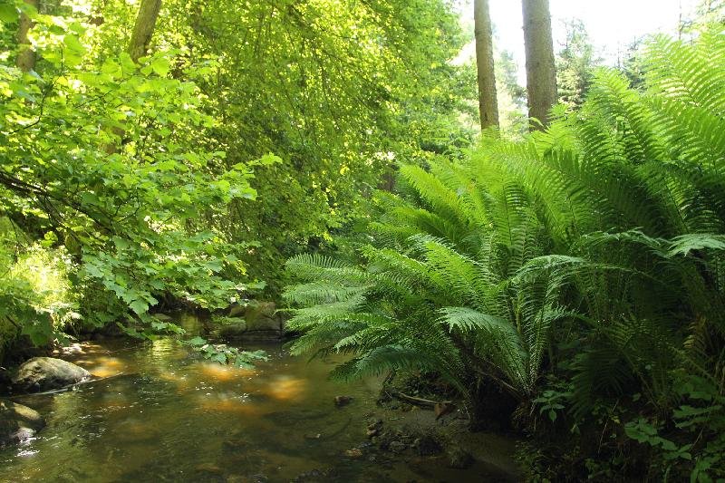 Vlásenický potok s vodopádem