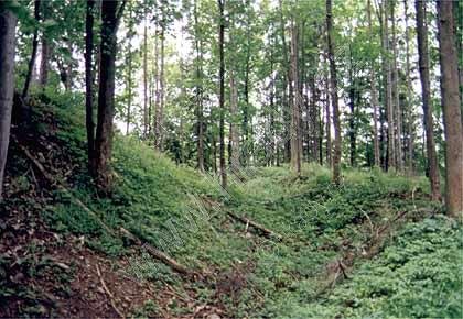 Vlčinec
