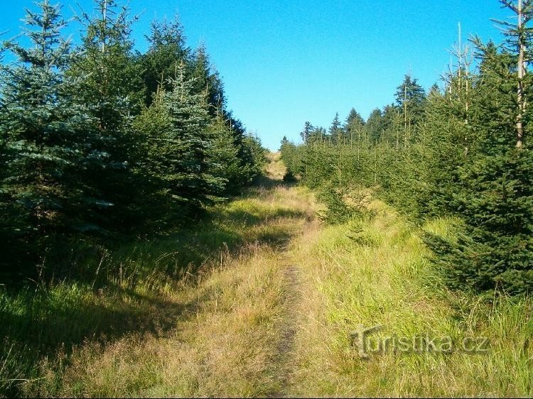 Vrchol: Pěšina vedoucí na vrchol Lesného