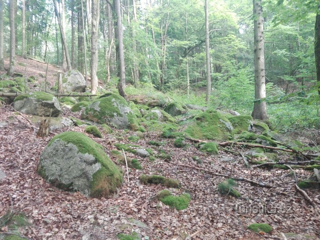 Z Merklína do Merklína přes horu Plešivec