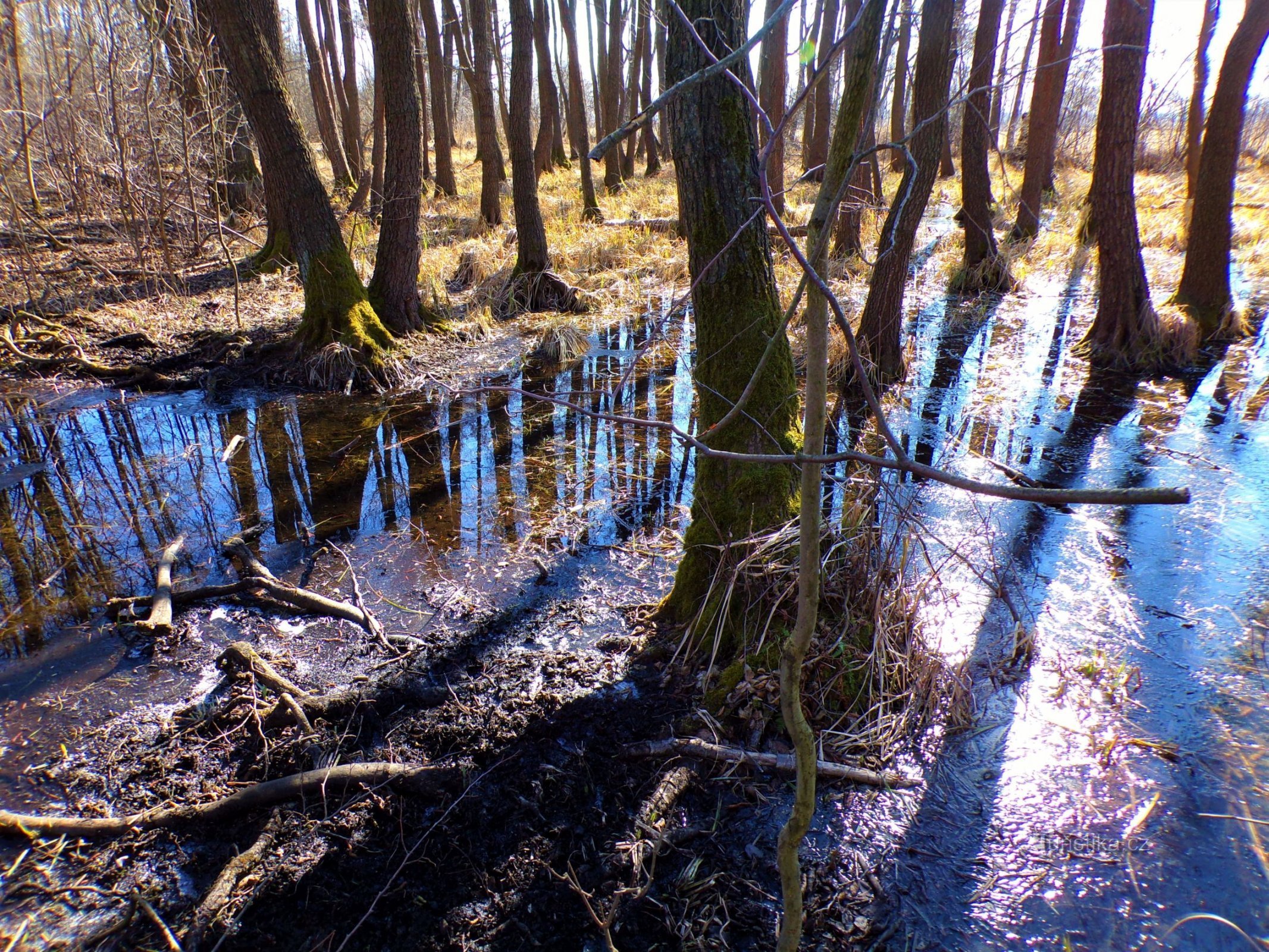 Zavodněné dolíky po těžbě rašeliny (Libišany, 12.3.2022)