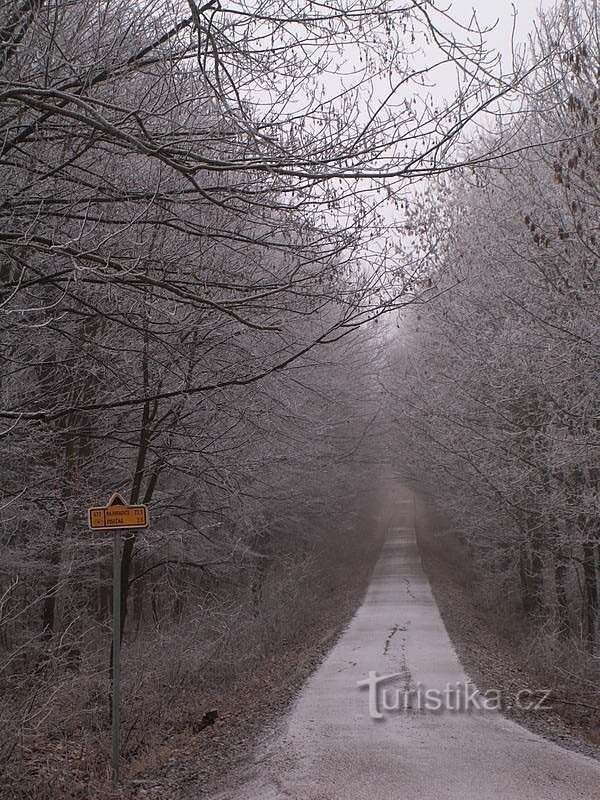 Ždánický les v zimě