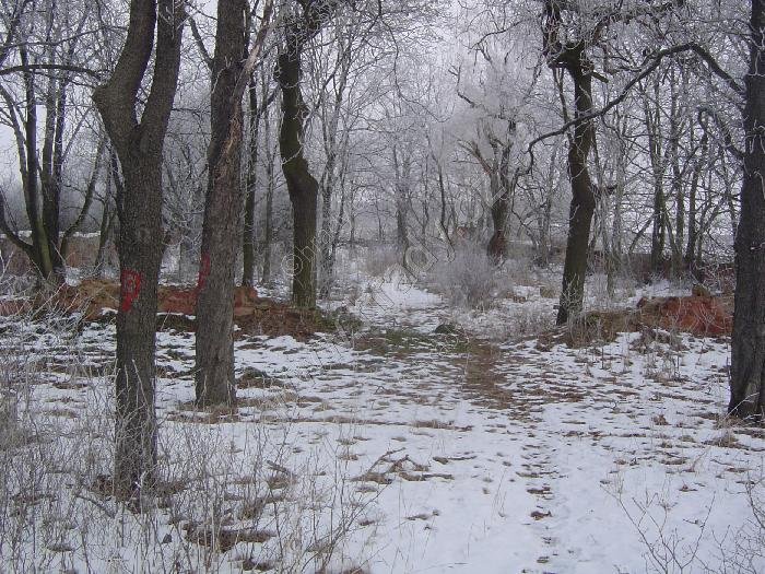 židovský hřbitov
