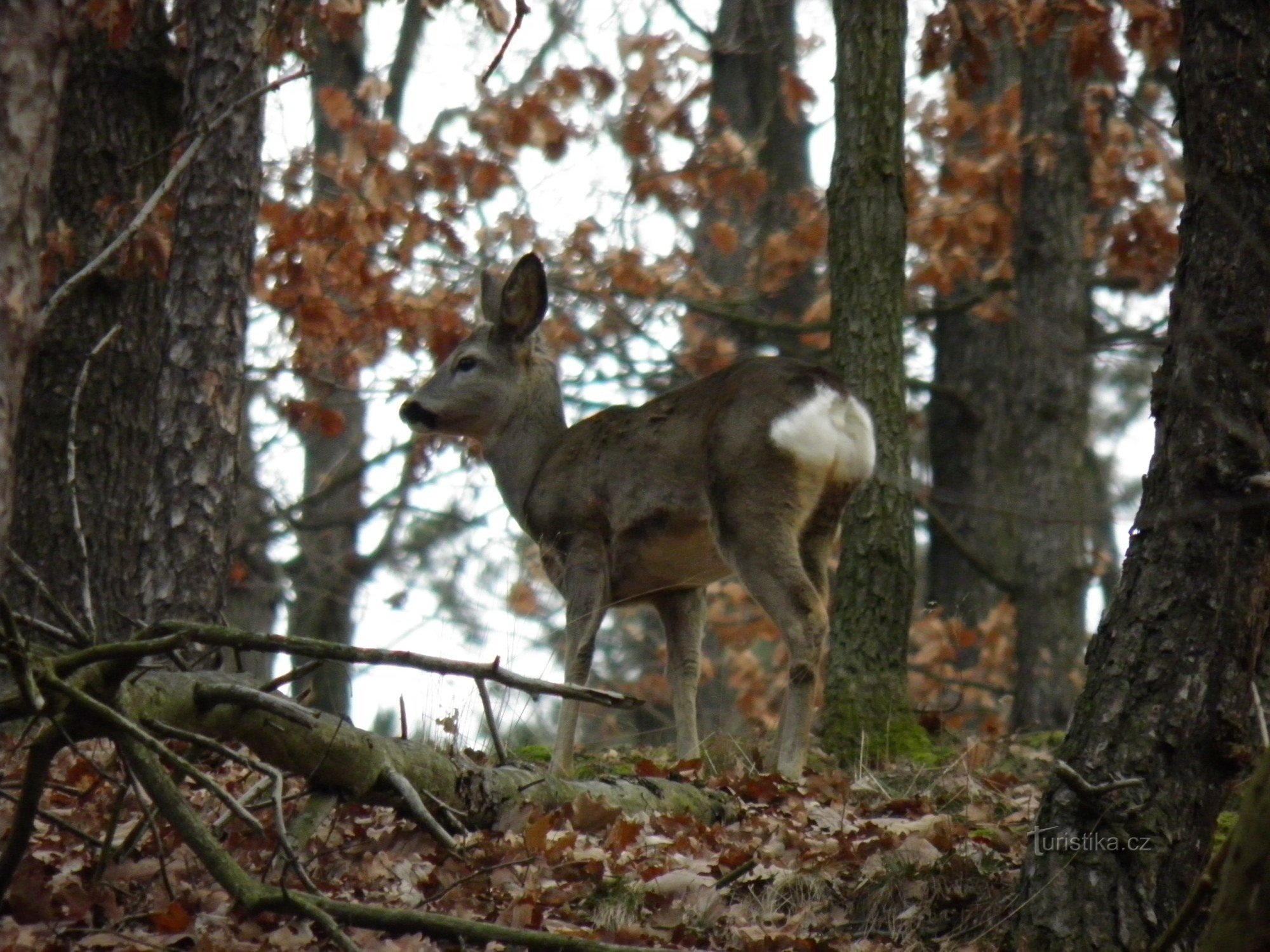 Zima v Kunratickém lese.