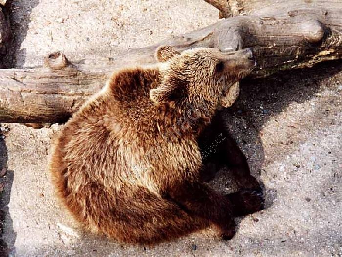ZOO Brno