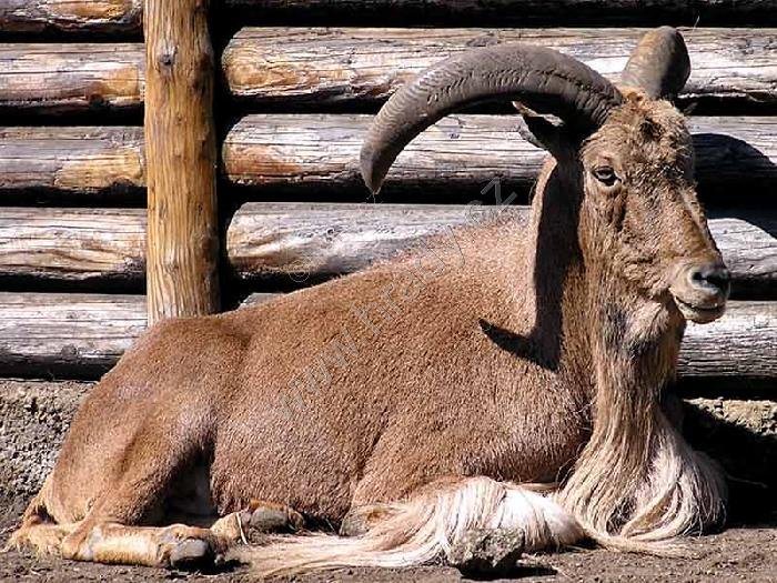 ZOO Hodonín
