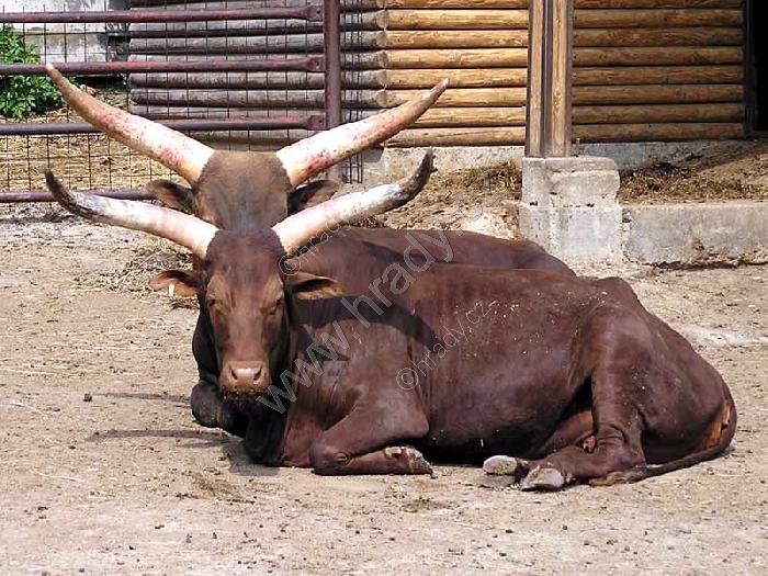 ZOO park