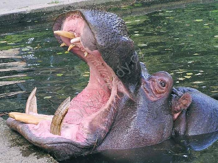 ZOO Praha