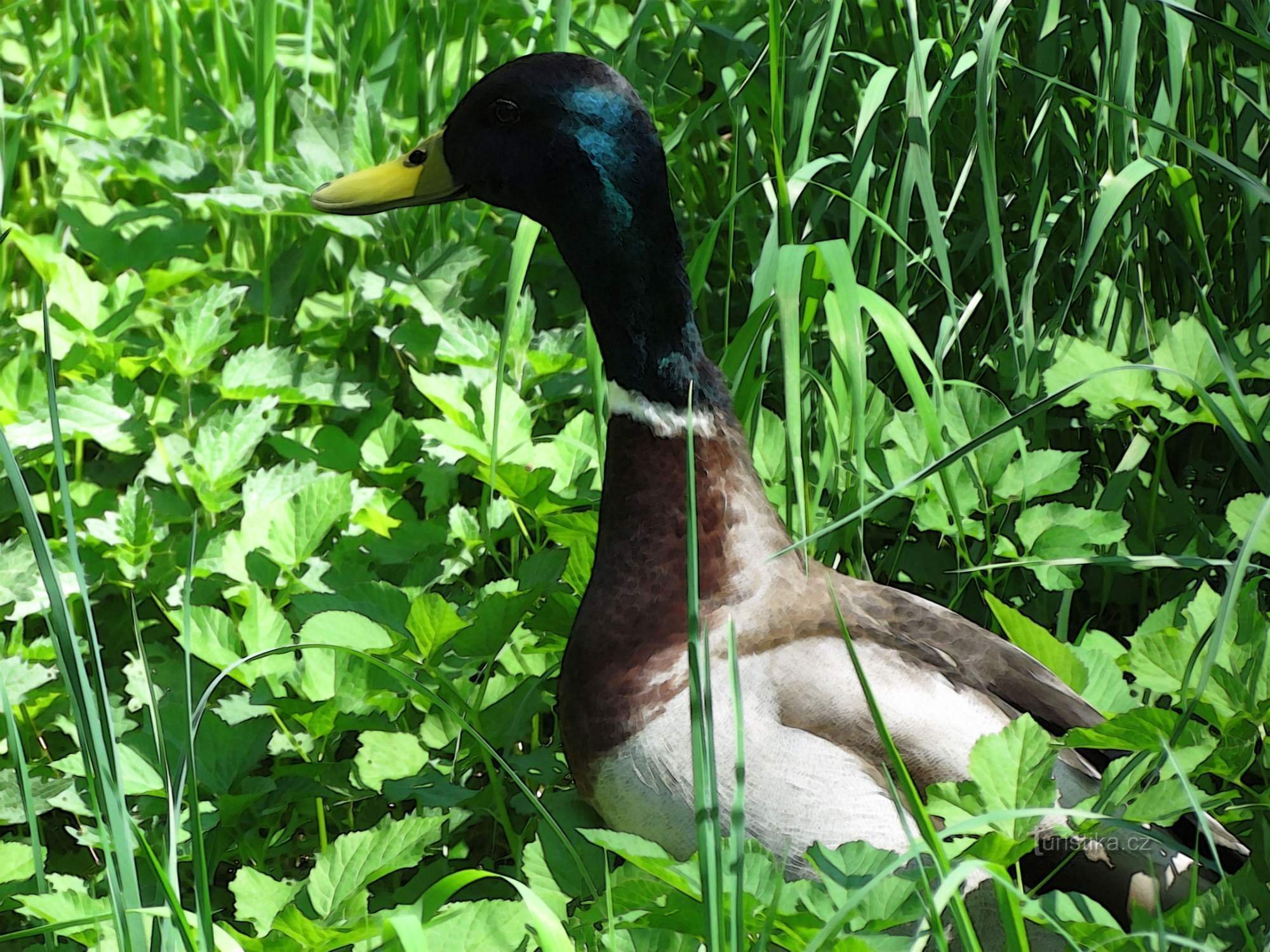 Zvířata ve městě